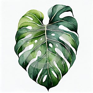 Watercolor illustration of beautiful green monstera leaf on white background. Hand drawn art