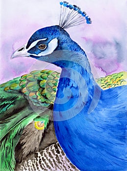 Watercolor illustration of a beautiful peacock with green-blue feathers