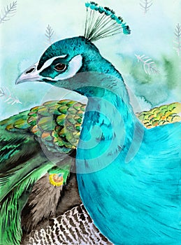 Watercolor illustration of a beautiful peacock with green-blue feathers