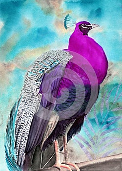 Watercolor illustration of a beautiful peacock with purple-blue feathers