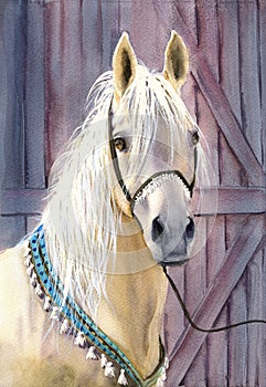 Watercolor illustration of a beautiful white horse with a turquoise harness adorned with white tassels