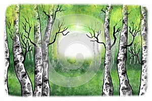 watercolor illustration of a birch forest in springtime