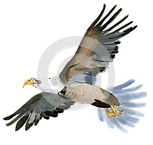 Watercolor illustration of a bird eagle in white background.