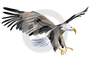 Watercolor illustration of a bird eagle in white background.