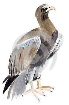 Watercolor illustration of a bird eagle in white background.