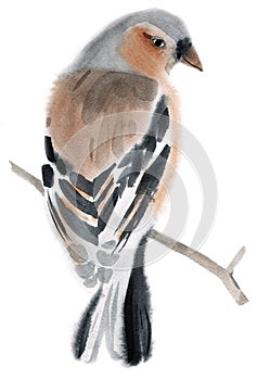 Acuarela ilustraciones de pájaro pinzón 