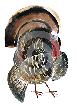 Watercolor illustration of a bird gobbler