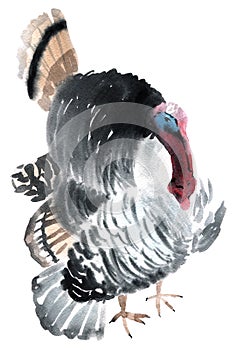 Watercolor illustration of a bird gobbler