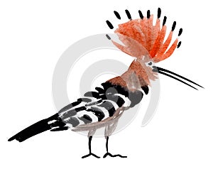 Watercolor illustration of a bird hoopoe