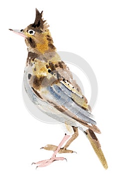 Watercolor illustration of a bird lark