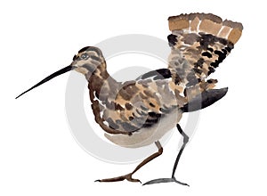 Watercolor illustration of a bird snipe weevil