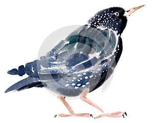 Watercolor illustration of a bird Starling