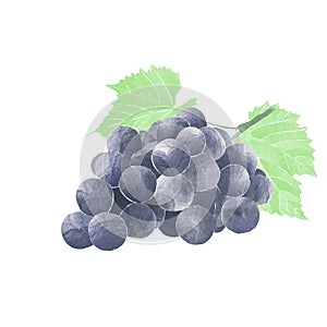 Watercolor Illustration of black grapes and vine leaves isolated on white background - hand drawn summer fruit