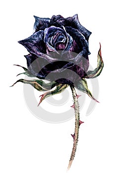 Watercolor Illustration of Black Rose Flower