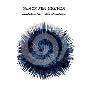 Watercolor illustration of black sea urchin isolated on white background.