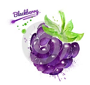 Watercolor illustration of blackberry