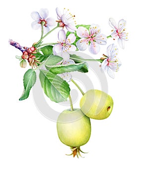 Watercolor illustration of blooming apple tree branch
