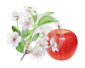 Watercolor illustration of blooming apple tree branch and red apple