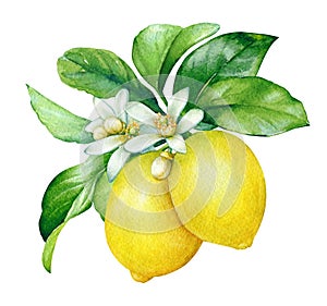 Watercolor illustration of the blooming lemon tree branch with fruits