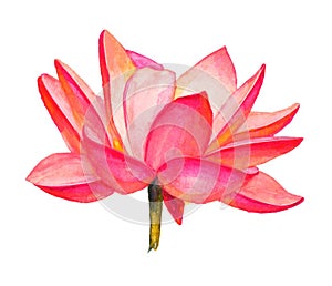 Watercolor illustration of blossoming lotus.