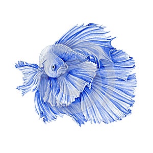 Watercolor illustration of a blue exotic fish. Hand drawn beautiful betta aquarium fish. Isolated on white background