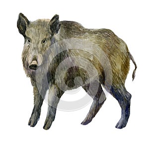 Watercolor illustration. Boar image. Forest wild boar