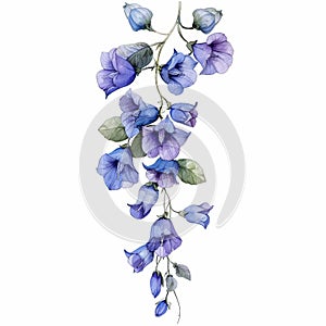 watercolor illustration border of hanging plant campanula on white background