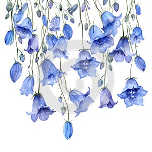 watercolor illustration border of hanging plant campanula on white background