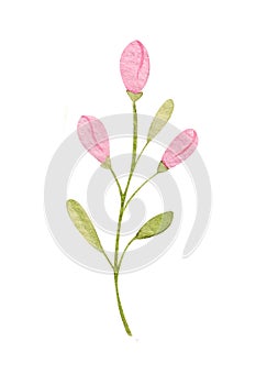 Watercolor illustration, botanical element isolated on white background. Set of wild and garden herbs. Flowers, leaves