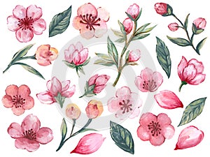 Watercolor illustration Botanical leaves collection cherry blossom sakura oriental foliage Set of wild and garden and abstract