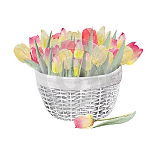 Watercolor illustration of a bouquet of colorful tulips in a basket. Bouquet of handmade tulips.