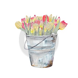 Watercolor illustration of a bouquet of colorful tulips in a metal bucket.Hand drawn tulip bouquet.