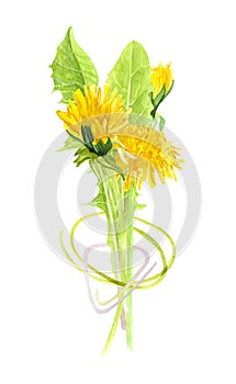 Watercolor illustration of a bouquet of dandelions on an isolated white background, spring and summer wild flowers