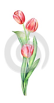 Watercolor illustration of a bouquet with three red tulips