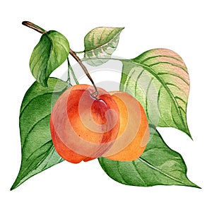 Watercolor illustration of branch with apricot, green leaves isolated on white. Painting fruit tree, fruitage hand drawn