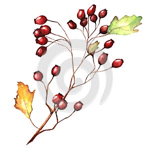 Watercolor illustration of a branch of red wild rose berries with leaves