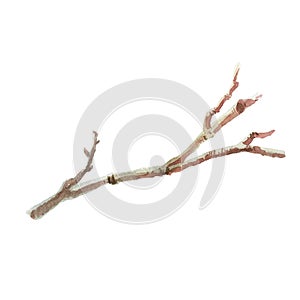 Watercolor illustration. Branch of a tree. Winter forest motive