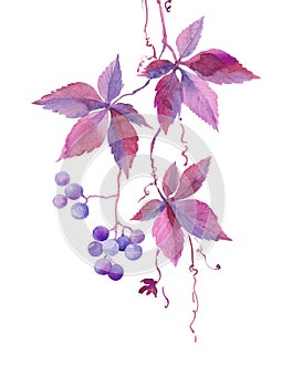 Watercolor illustration, a branch of wild girlish vine, blue violet berries, autumn plant, sketch