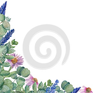 Watercolor illustration of the branches of medicinal eucalyptus leaves, Echinacea flowers and sprigs of lavender isolated on a whi