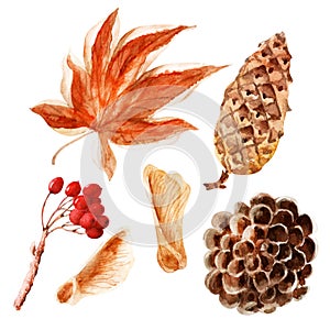 Watercolor illustration with bright multicolored autumn leaves and maple winglets, chestnut fruits, oak acorns and pine cones