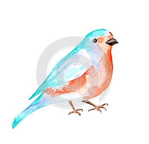 Watercolor illustration of a bright orange-turquoise bird