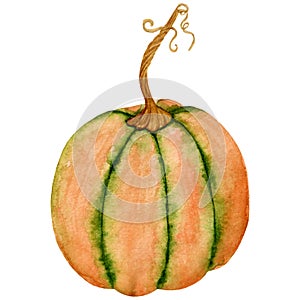 Watercolor illustration, bright pumpkin, decor for thanksgiving or halloween, cards etc. Isolated on a white background.