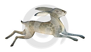 Watercolor illustration of brown hare on white background. Realistic forest animal sketch