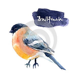 watercolor illustration with bullfinch