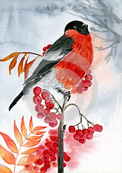 Watercolor illustration of a bullfinch bird with red feathers