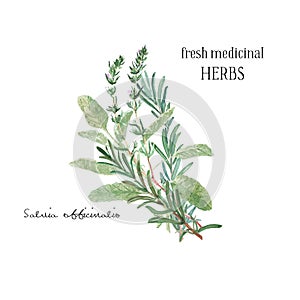 Watercolor illustration. A bunch of fresh culinary and medicinal herbs and branches. Floral design element perfect for