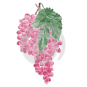 Watercolor Illustration of bunch of red grapes with vine leaves isolated on white background - hand drawn summer fruit