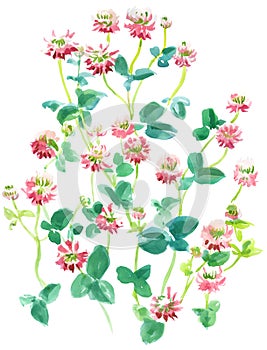 Watercolor illustration of a bunch of summer trefoil photo