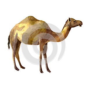 Watercolor illustration. Camel. Isolated freehand drawing of a desert animal