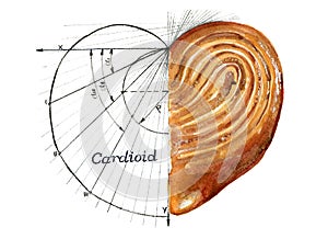 Watercolor illustration of a cardioid and a bun